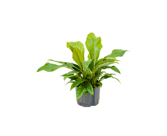 Anthurium Jungle Bush