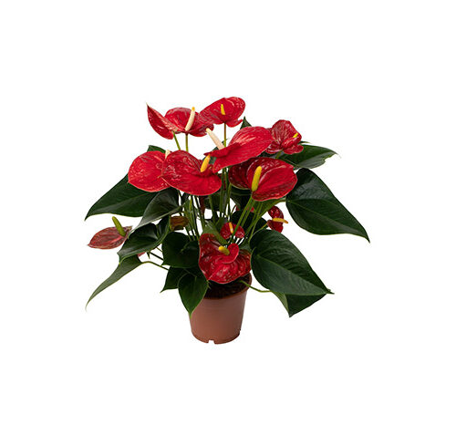 Anthurium