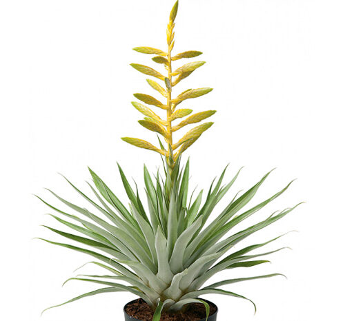 Tillandsia